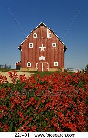 Stock Image - Bonfire Salvia flowers and a red barn, near Edgewood; Iowa, United States of America. Fotosearch