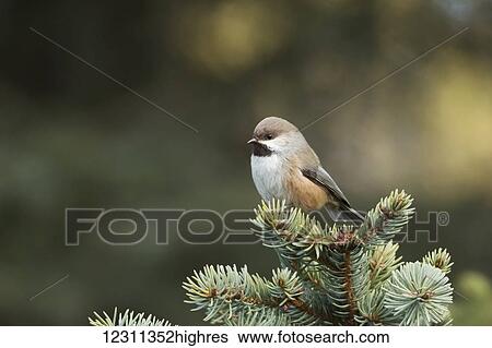 Boreal Chickadee (Poecile hudsonicus); Anchorage, Alaska, United States of America View Large Photo Image Stock Photograph - Boreal Chickadee (Poecile hudsonicus); Anchorage, Alaska, United States of America. Fotosearch