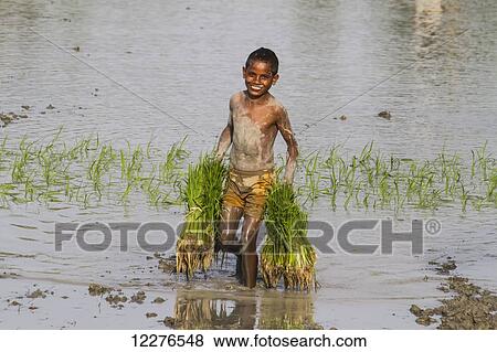 Stock Photo - Boy harvesting rice, near Manatuto; East Timor. Fotosearch