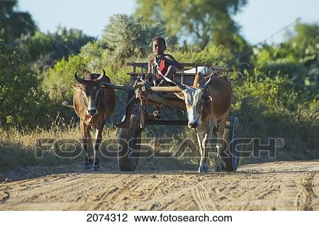 Stock Image - Boy On A Bullock Cart Near Mangily, Toliara Province, Madagascar. Fotosearch