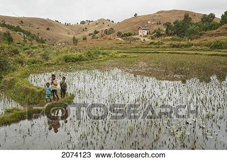 Boys By A Water Lily Pond On The Road Between Antananarivo & Ambositra, Antananarivo Province, Madagascar View Large Photo Image Stock Image - Boys By A Water Lily Pond On The Road Between Antananarivo & Ambositra, Antananarivo Province, Madagascar. Fotosearch