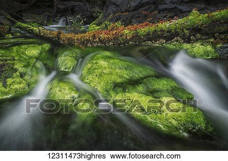 Stock Photograph - Brightly coloured algae lines the rocks as a stream comes out of the forest in the ocean; Haida Gwaii, British Columbia, Canada. Fotosearch