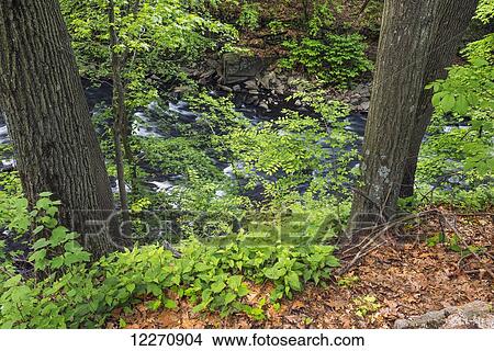 Picture - Bronx River flowing through the Thain Family Forest, New York Botanical Garden; New York City, New York, United States of America. Fotosearch