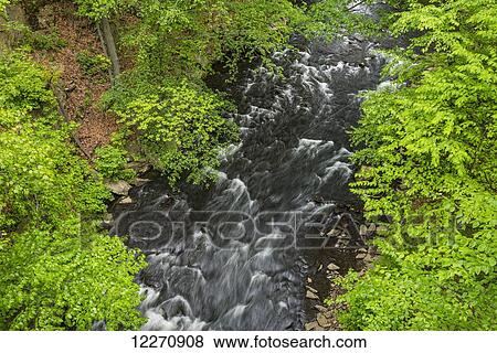 Bronx River flowing through the Thain Family Forest, New York Botanical Garden; New York City, New York, United States of America View Large Photo Image Stock Photo - Bronx River flowing through the Thain Family Forest, New York Botanical Garden; New York City, New York, United States of America. Fotosearch