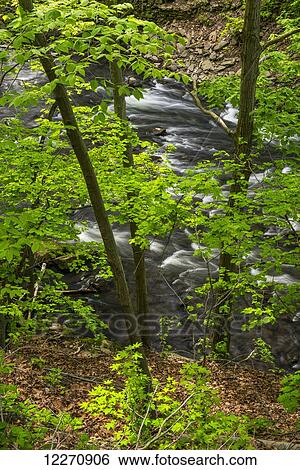 Bronx River flowing through the Thain Family Forest, New York Botanical Garden; New York City, New York, United States of America View Large Photo Image Stock Photograph - Bronx River flowing through the Thain Family Forest, New York Botanical Garden; New York City, New York, United States of America. Fotosearch