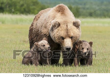 Stock Photograph - Brown bear and cubs, Katmai National Park; Alaska, United States of America. Fotosearch