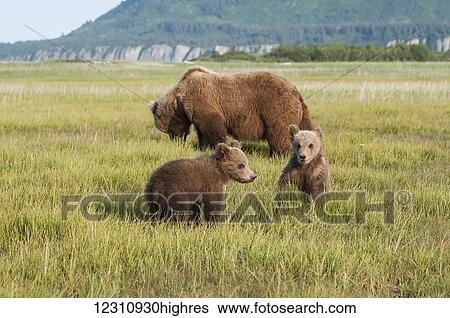 Stock Photograph - Brown bear and cubs (ursus arctos), Katmai, National Park; Alaska, United States of America. Fotosearch