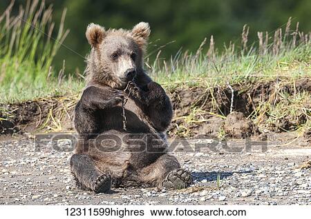 Stock Photograph - Brown bear cub (ursus arctos) sitting, Katmai National Park; Alaska, United States of America. Fotosearch