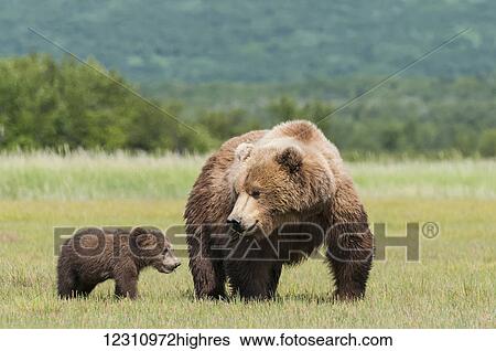 Brown bear (ursus arctos) and cub, Katmai National Park; Alaska, United States of America View Large Photo Image Stock Photograph - Brown bear (ursus arctos) and cub, Katmai National Park; Alaska, United States of America. Fotosearch