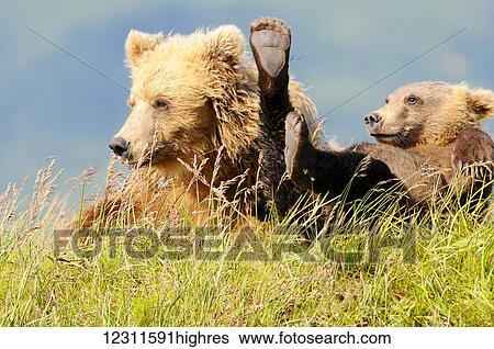 Stock Photograph - Brown bear (ursus arctos) and cub, Katmai National Park; Alaska, United States of America. Fotosearch