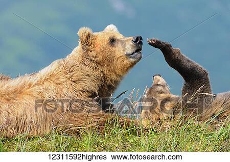 Brown bear (ursus arctos) and cub, Katmai National Park; Alaska, United States of America View Large Photo Image Stock Photograph - Brown bear (ursus arctos) and cub, Katmai National Park; Alaska, United States of America. Fotosearch