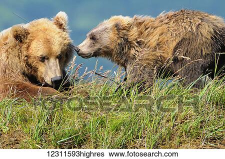 Brown bear (ursus arctos) and cub, Katmai National Park; Alaska, United States of America View Large Photo Image Stock Photograph - Brown bear (ursus arctos) and cub, Katmai National Park; Alaska, United States of America. Fotosearch