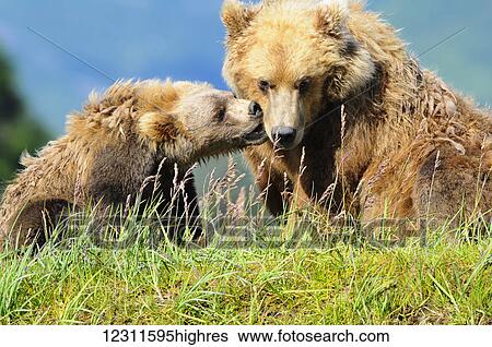 Stock Photograph - Brown bear (ursus arctos) and cub playing, Katmai National Park; Alaska, United States of America. Fotosearch
