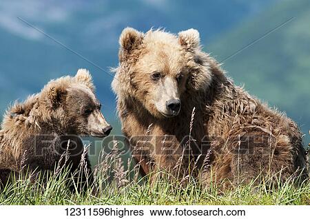 Stock Photograph - Brown bear (ursus arctos) and cub, Katmai National Park; Alaska, United States of America. Fotosearch