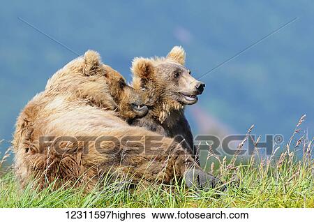 Brown bear (ursus arctos) and cub, Katmai National Park; Alaska, United States of America View Large Photo Image Stock Photograph - Brown bear (ursus arctos) and cub, Katmai National Park; Alaska, United States of America. Fotosearch