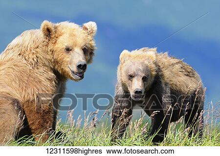 Stock Photograph - Brown bear (ursus arctos) and cub, Katmai National Park; Alaska, United States of America. Fotosearch
