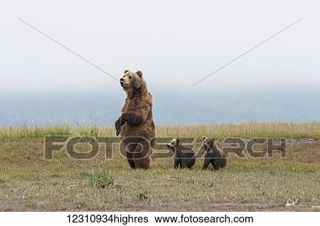 Stock Photograph - Brown bear (ursus arctos) and cubs standing in a row, Katmai National Park; Alaska, United States of America. Fotosearch