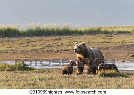 Brown bear (ursus arctos) and cubs, Katmai National Park; Alaska, United States of America View Large Photo Image Stock Photograph - Brown bear (ursus arctos) and cubs, Katmai National Park; Alaska, United States of America. Fotosearch