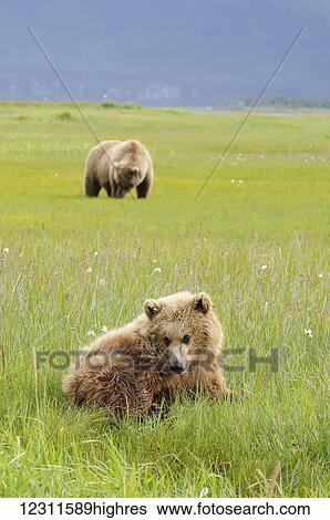 Brown bear (ursus arctos) and yearling cub, Katmai National Park; Alaska, United States of America View Large Photo Image Stock Photograph - Brown bear (ursus arctos) and yearling cub, Katmai National Park; Alaska, United States of America. Fotosearch
