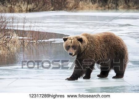 Brown bear (ursus arctos) crosses the ice during a low snow winter, captive at the Alaska Wildlife Conservation Center, South-central Alaska; Portage, Alaska, United States of America View Large Photo Image Stock Photograph - Brown bear (ursus arctos) crosses the ice during a low snow winter, captive at the Alaska Wildlife Conservation Center, South-central Alaska; Portage, Alaska, United States of America. Fotosearch