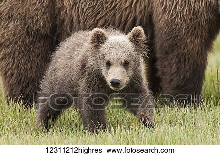 Stock Photograph - Brown bear (ursus arctos) cub in a grass field beside it's mother. Fotosearch