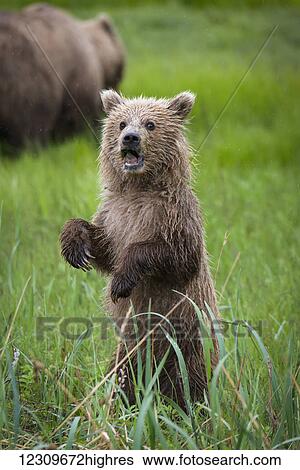 Stock Photograph - Brown bear (ursus arctos) cub standing on it's hind legs with mouth open, Lake Clark, Cook Inlet; Alaska, United States of America. Fotosearch