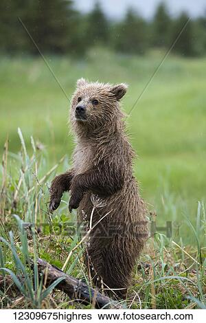 Stock Photograph - Brown bear (ursus arctos) cub standing on it's hind legs, Lake Clark, Cook Inlet; Alaska, United States of America. Fotosearch