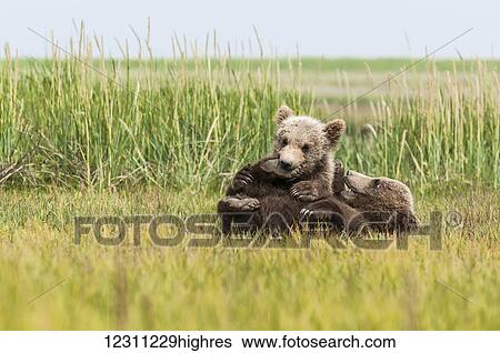 Stock Photograph - Brown bear (ursus arctos) cubs playing in a grass field. Fotosearch