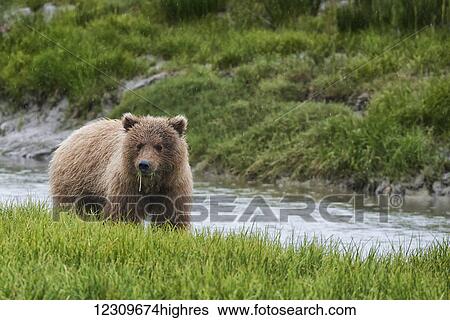 Stock Photograph - Brown Bear (ursus arctos) eating grass at the water's edge, Lake Clark National Park; Alaska, United States of America. Fotosearch