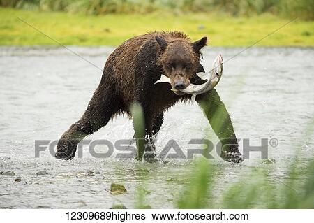 Stock Photograph - Brown bear (ursus arctos) fishing in Geographical Bay; Alaska, United States of America. Fotosearch
