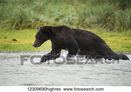 Stock Photograph - Brown bear (ursus arctos) fishing in Geographical Bay; Alaska, United States of America. Fotosearch