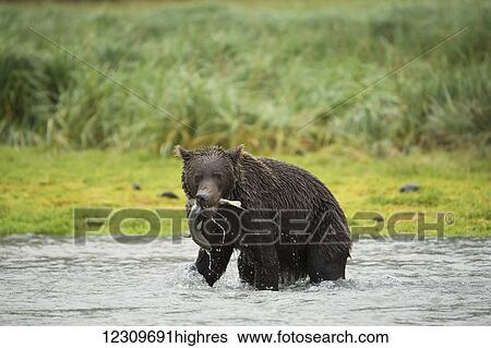 Stock Photograph - Brown bear (ursus arctos) fishing in Geographical Bay; Alaska, United States of America. Fotosearch