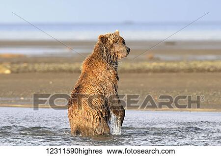 Brown bear (ursus arctos) fishing, Katmai National Park; Alaska, United States of America View Large Photo Image Stock Photograph - Brown bear (ursus arctos) fishing, Katmai National Park; Alaska, United States of America. Fotosearch