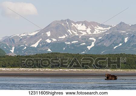 Stock Photograph - Brown bear (ursus arctos) fishing, Katmai National Park; Alaska, United States of America. Fotosearch