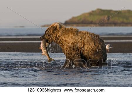 Stock Photograph - Brown bear (ursus arctos) fishing with fish in it's mouth, Katmai National Park; Alaska, United States of America. Fotosearch