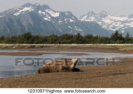 Stock Photograph - Brown bear (ursus arctos), Katmai National Park; Alaska, United States of America. Fotosearch