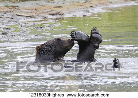 Brown bear (ursus arctos) playing in the pond in the Alaska Wildlife Conservation Center, South-central Alaska; Portage, Alaska, United States of America View Large Photo Image Stock Photograph - Brown bear (ursus arctos) playing in the pond in the Alaska Wildlife Conservation Center, South-central Alaska; Portage, Alaska, United States of America. Fotosearch