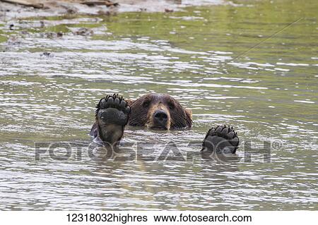 Brown bear (ursus arctos) plays in the pond in the Alaska Wildlife Conservation Center, South-Central Alaska; Portage, Alaska, United States of America View Large Photo Image Stock Photograph - Brown bear (ursus arctos) plays in the pond in the Alaska Wildlife Conservation Center, South-Central Alaska; Portage, Alaska, United States of America. Fotosearch