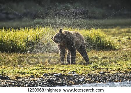 Stock Photograph - Brown bear (ursus arctos) shaking the water off after fishing, Geographical Bay; Alaska, United States of America. Fotosearch