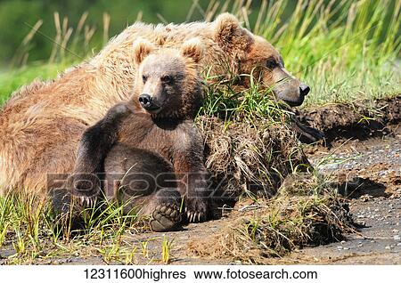 Stock Photograph - Brown bear (ursus arctos) sow and cub, Katmai National Park; Alaska, United States o. Fotosearch
