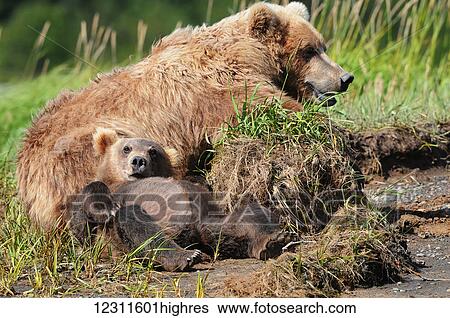 Stock Photograph - Brown bear (ursus arctos) sow and cub, Katmai National Park; Alaska, United States o. Fotosearch