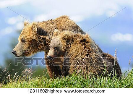Stock Photograph - Brown bear (ursus arctos) sow and cub, Katmai National Park; Alaska, United States o. Fotosearch