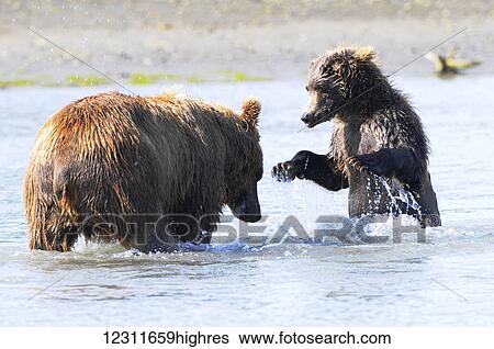 Brown Bear (ursus arctos) sow and cub fishing, Katmai National Park; Alaska, United States of America View Large Photo Image Stock Photograph - Brown Bear (ursus arctos) sow and cub fishing, Katmai National Park; Alaska, United States of America. Fotosearch
