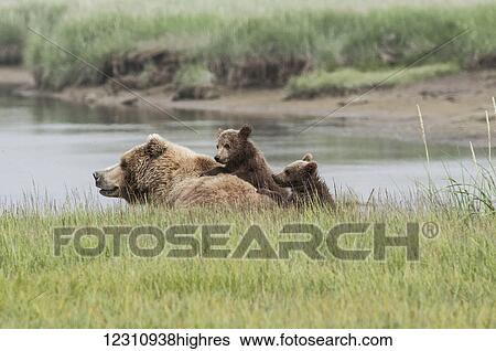 Stock Photograph - Brown bear (ursus arctos) sow and cubs, Katmai National Park; Alaska, United States of America. Fotosearch