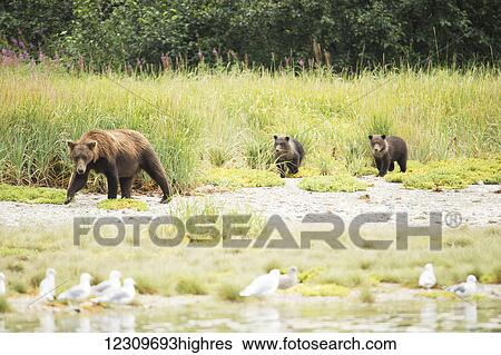 Stock Photograph - Brown bear (ursus arctos) sow and her cubs walking along the shoreline in Geographical Bay; Alaska, United States of America. Fotosearch