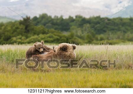 Stock Photograph - Brown bear (ursus arctos) sow and playful cub together in a grass field. Fotosearch