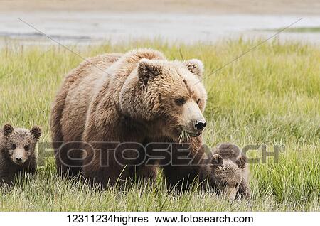 Stock Photograph - Brown bear (ursus arctos) sow grazing with her cubs in a grass field. Fotosearch