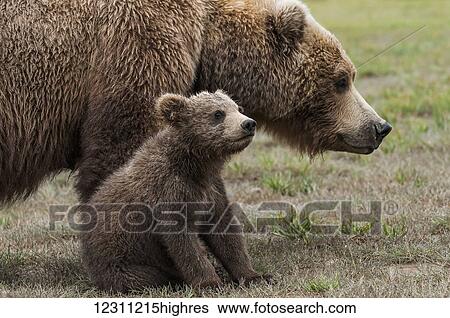 Stock Photograph - Brown bear (ursus arctos) sow with her cub. Fotosearch