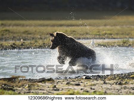 Stock Photograph - Brown bear (ursus arctos) splashing in the water while fishing, Geographical Bay; Alaska, United States of America. Fotosearch