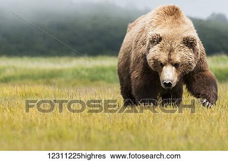 Stock Photograph - Brown bear (ursus arctos) walking across a grass field towards the camera. Fotosearch